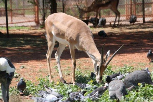 Grant's gazelle