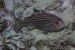 Goldenstriped soapfish