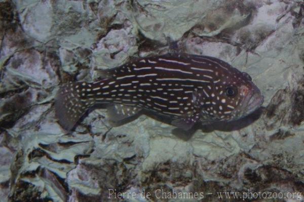 Goldenstriped soapfish