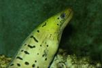 Fimbriated moray