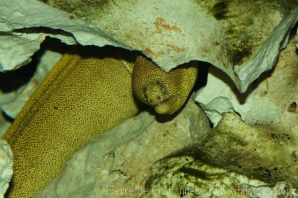 Goldentail moray