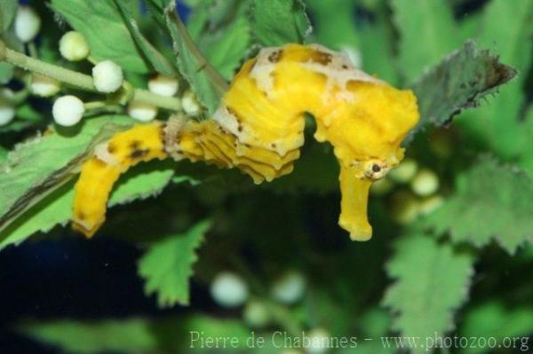 Longsnout seahorse