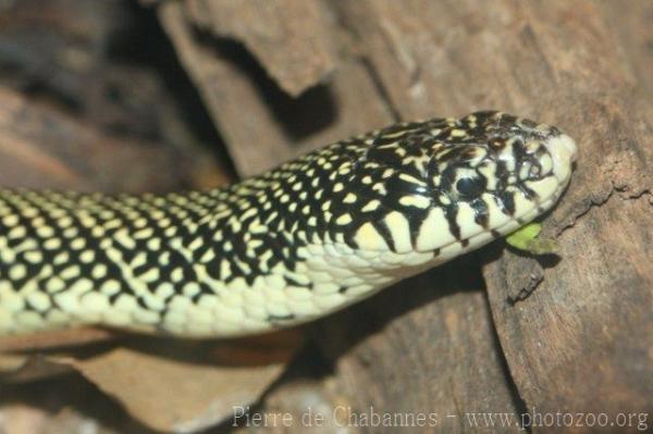 Speckled kingsnake