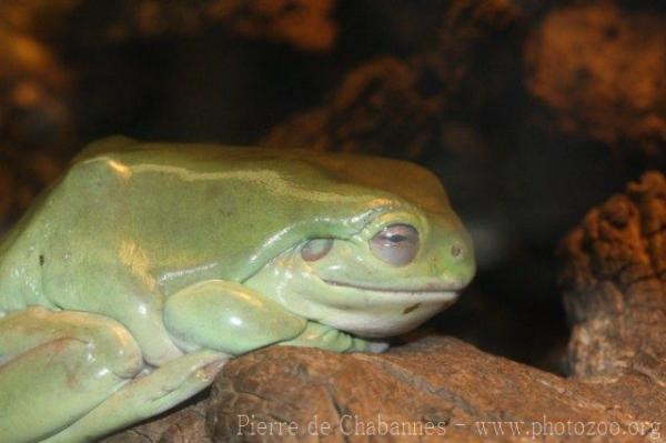 White's tree frog