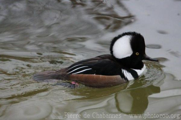 Hooded merganser