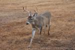 White-tailed deer