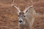 White-tailed deer