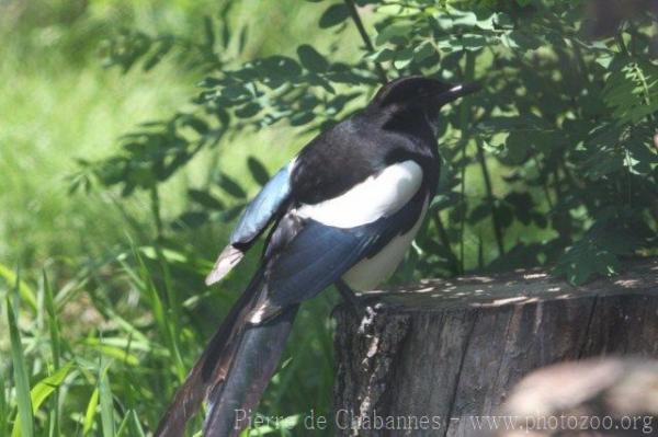 Black-billed magpie