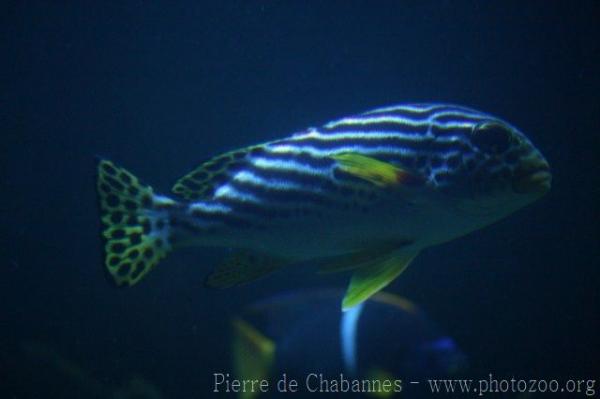 Yellowbanded sweetlips