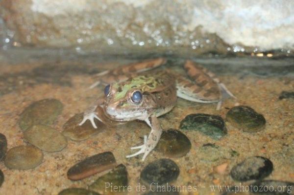 Southern leopard frog