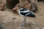 American avocet