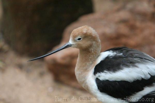 American avocet