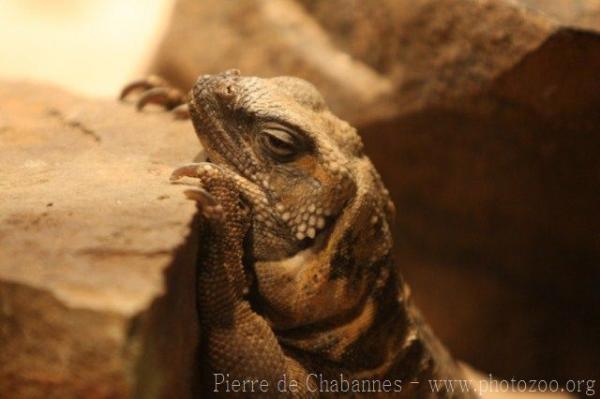 San Esteban chuckwalla