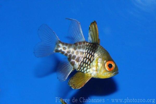 Pajama cardinalfish