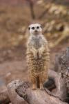 Slender-tailed meerkat