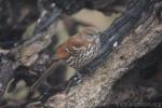 Brown thrasher