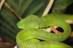 Gumprecht's green pitviper