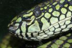 Sumatran pitviper