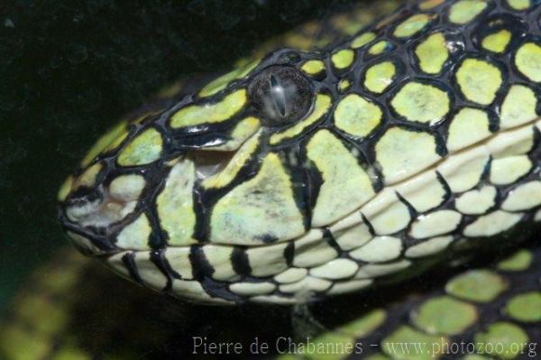 Sumatran pitviper