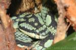 Sri Lankan pitviper