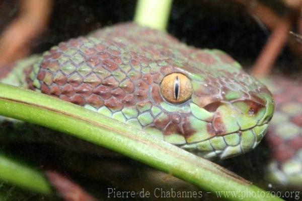 Beautiful pitviper