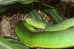 Vogel's green pitviper