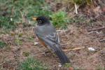 American robin