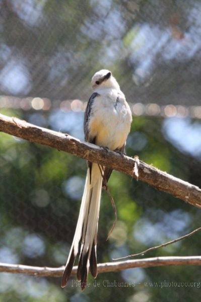 Scissor-tailed flycatcher