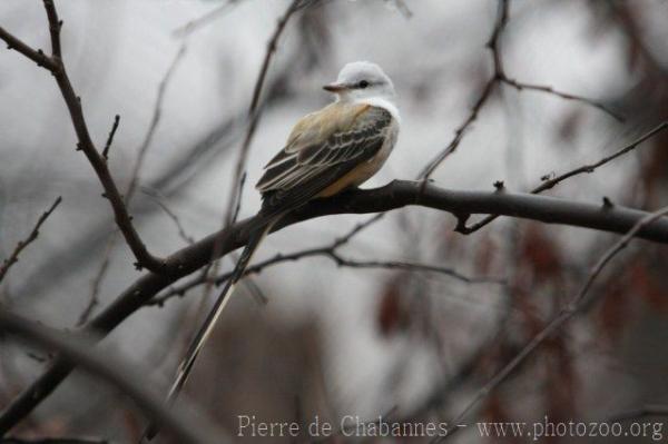 Scissor-tailed flycatcher