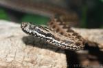 Steppe meadow viper