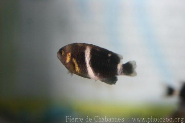 Surge damselfish