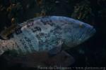 Orange-spotted grouper