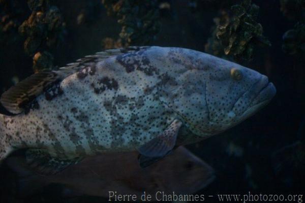 Orange-spotted grouper