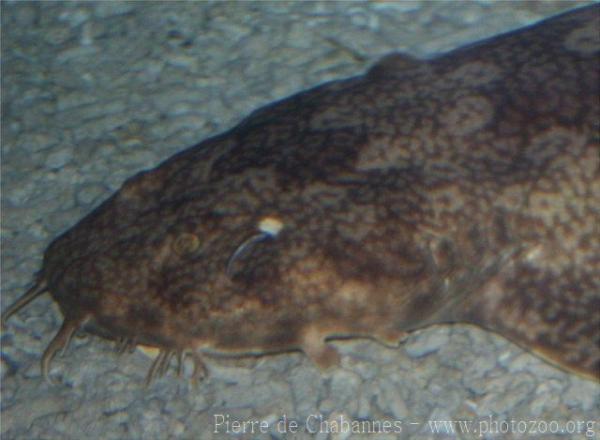 Japanese wobbegong