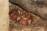 Broad-banded copperhead