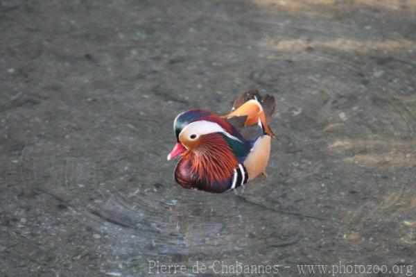 Mandarin duck