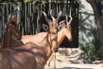 Lelwel hartebeest