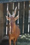 Lelwel hartebeest