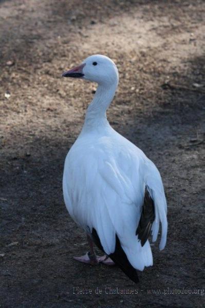 Snow goose