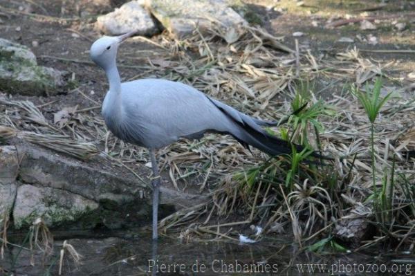 Blue crane