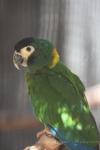 Yellow-collared macaw