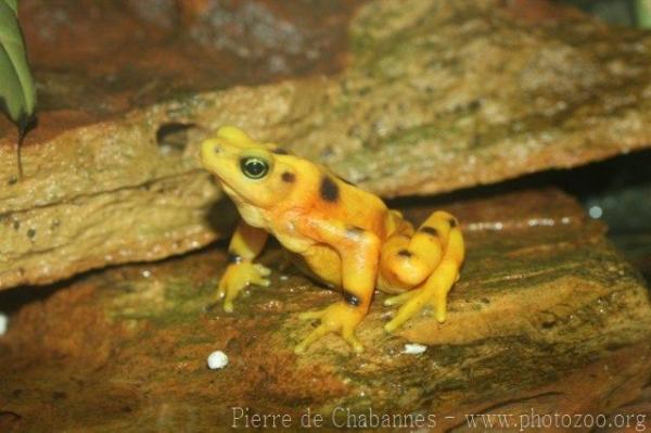 Panamanian golden frog