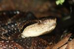 Central American jumping pitviper