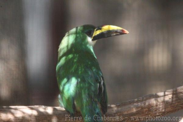 Emerald toucanet