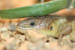 Imbricate alligator-lizard