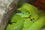 Yellow-blotched palm viper