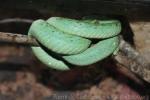 Honduran palm viper