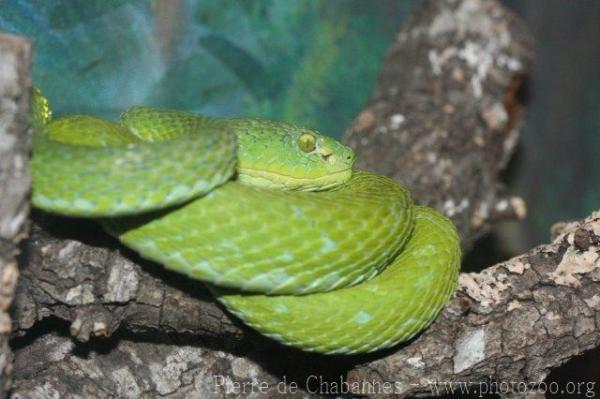 Mexican palm viper