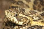 Caatinga lancehead