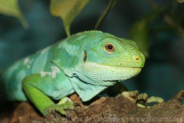 Fiji banded iguana